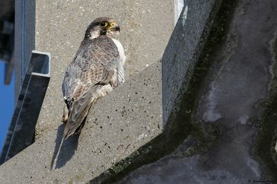 Faucon pèlerin, Falco peregrinus