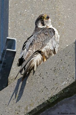 Faucon pèlerin, Falco peregrinus