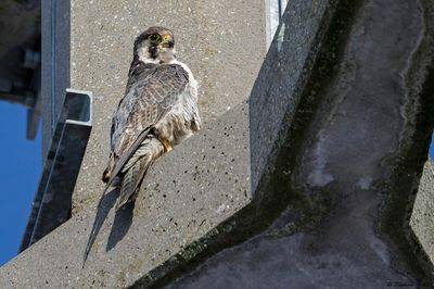 Faucon pèlerin, Falco peregrinus