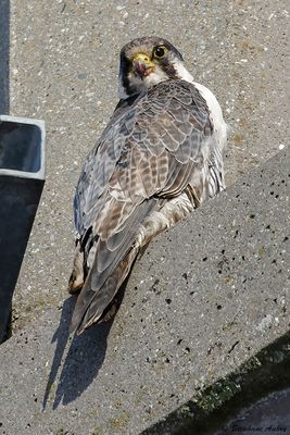 Faucon pèlerin, Falco peregrinus