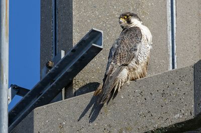 Faucon pèlerin, Falco peregrinus