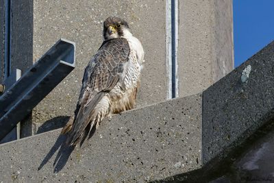 Faucon pèlerin, Falco peregrinus