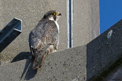 Faucon pèlerin, Falco peregrinus