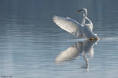 Grande Aigrette, Ardea alba