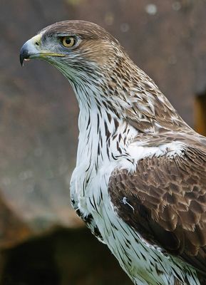 Aigle de Bonelli, Aquila fasciata