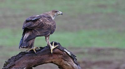 Aigle de Bonelli, Aquila fasciata