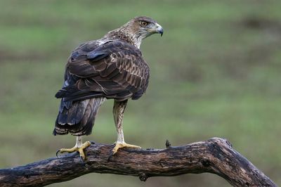 Aigle de Bonelli, Aquila fasciata