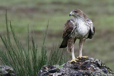 Aigle de Bonelli, Aquila fasciata