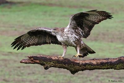 Aigle de Bonelli, Aquila fasciata