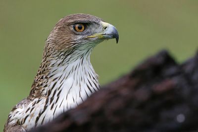 Bonelli's Eagle / Aigle de Bonelli, Aquila fasciata, Andalucia, Espagne, 09.01.2023