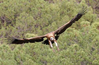 Vautour fauve, Gyps fulvus