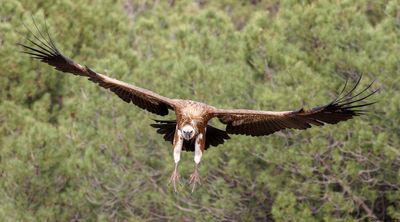 Vautour fauve, Gyps fulvus