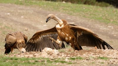 Vautour fauve, Gyps fulvus