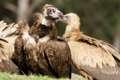 Black Vulture / Vautour moine, Aegypius monachus, Andalucia, Espagne / 2023