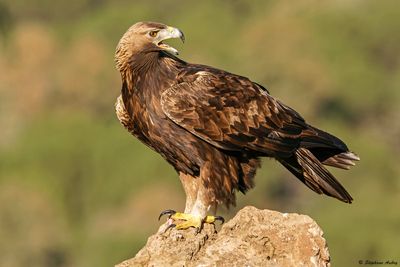 Aigle royal, Aquila chrysaetos homeyeri