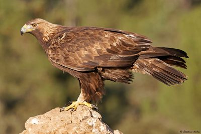 Aigle royal, Aquila chrysaetos homeyeri