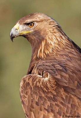 Golden Eagle / Aigle royal, Aquila chrysaetos, Andalucia, Espagne / 2023