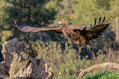 Aigle royal, Aquila chrysaetos homeyeri