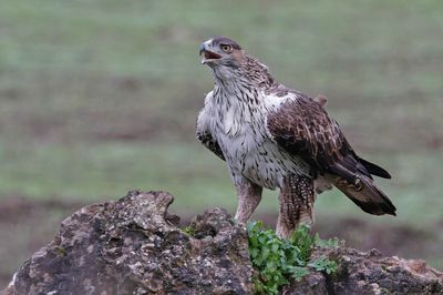 Aigle de Bonelli, Aquila fasciata