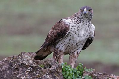 Aigle de Bonelli, Aquila fasciata