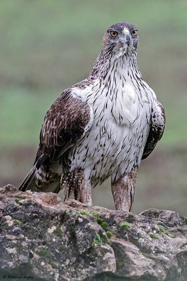 Aigle de Bonelli, Aquila fasciata