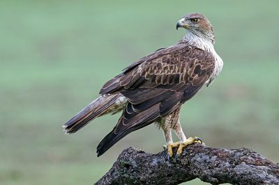 Aigle de Bonelli, Aquila fasciata