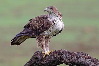 Aigle de Bonelli, Aquila fasciata