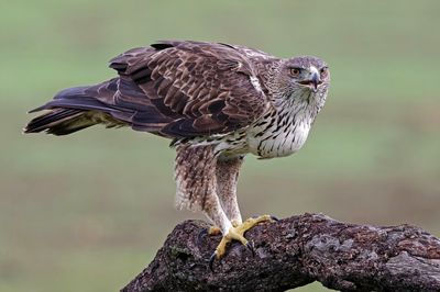 Aigle de Bonelli, Aquila fasciata