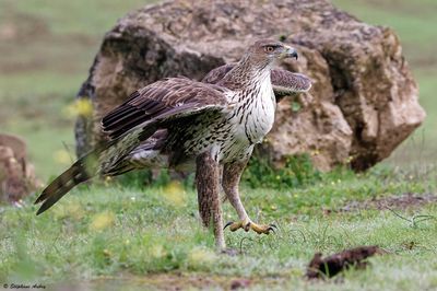 Aigle de Bonelli, Aquila fasciata