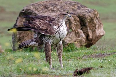 Aigle de Bonelli, Aquila fasciata