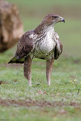 Aigle de Bonelli, Aquila fasciata