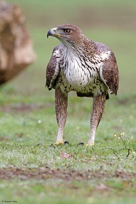 Aigle de Bonelli, Aquila fasciata