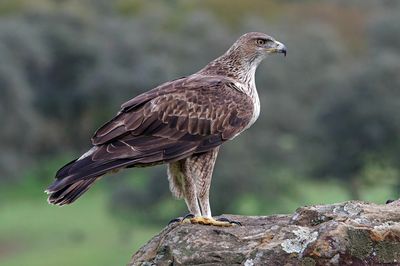 Aigle de Bonelli, Aquila fasciata