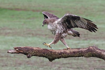 Aigle de Bonelli, Aquila fasciata