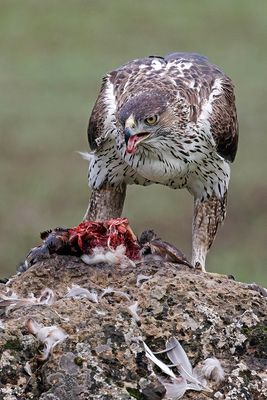 Aigle de Bonelli, Aquila fasciata