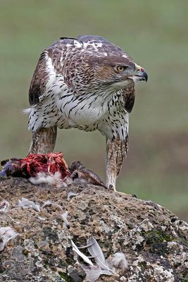 Aigle de Bonelli, Aquila fasciata