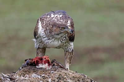 Aigle de Bonelli, Aquila fasciata