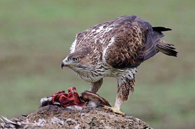 Aigle de Bonelli, Aquila fasciata