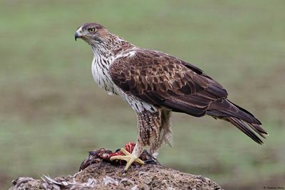 Aigle de Bonelli, Aquila fasciata