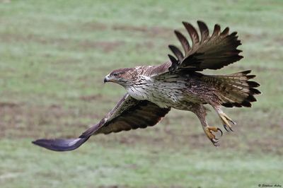 Aigle de Bonelli, Aquila fasciata