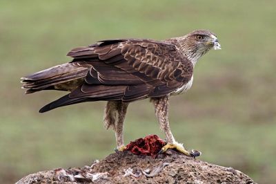 Aigle de Bonelli, Aquila fasciata