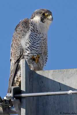 Faucon plerin, Falco peregrinus