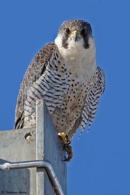 Faucon plerin, Falco peregrinus