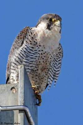 Faucon pèlerin, Falco peregrinus