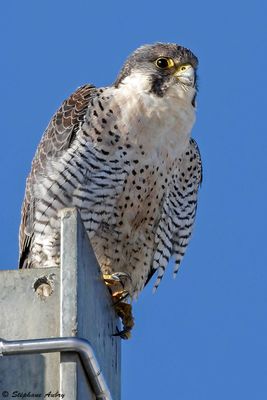 Faucon plerin, Falco peregrinus