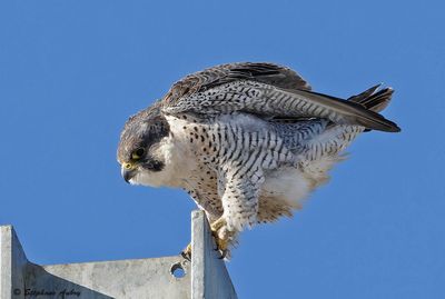 Faucon plerin, Falco peregrinus