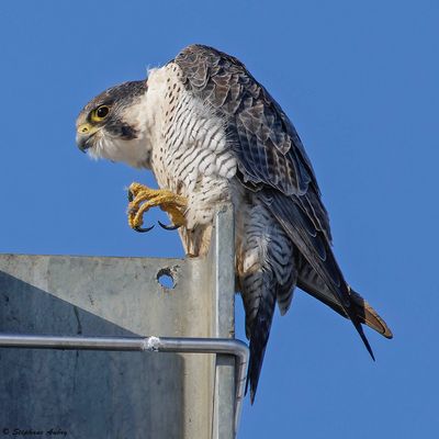 Faucon pèlerin, Falco peregrinus