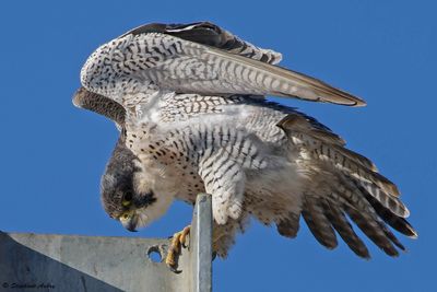 Faucon pèlerin, Falco peregrinus