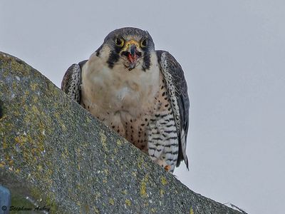 Faucon pèlerin, Falco peregrinus