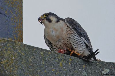 Faucon pèlerin, Falco peregrinus